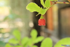 スノキの花？