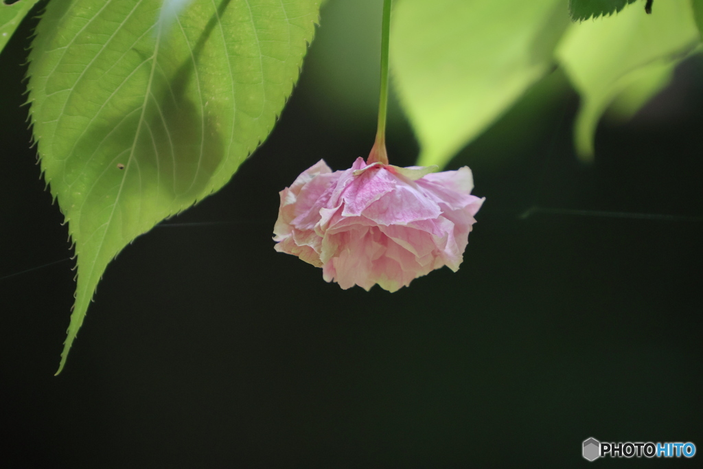 暗がりでピンク by kobe3sun (ID:13503364) - 写真共有サイト:PHOTOHITO