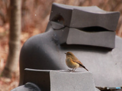 鳥撮影１