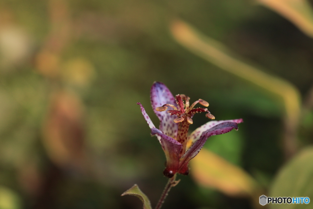 晩秋の好古園18