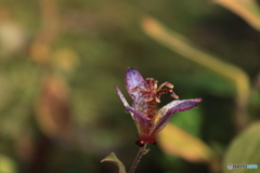 晩秋の好古園18