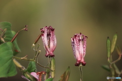 晩秋の好古園20