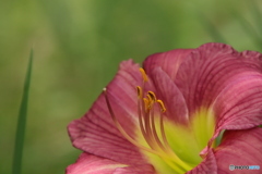 花弁1