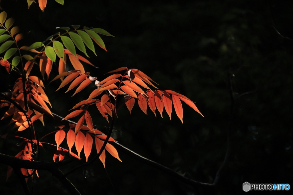 2025四国一人旅5