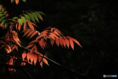 2025四国一人旅5