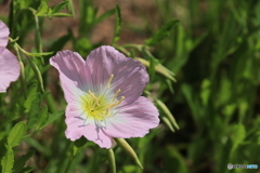月見花　　