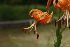 鬼百合3