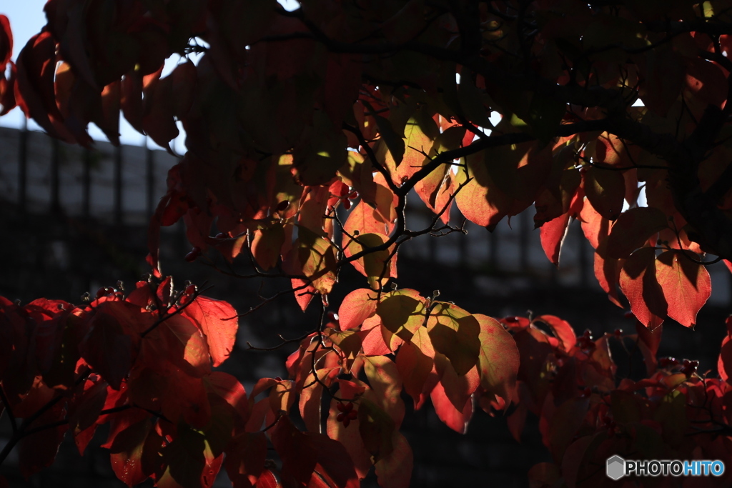 明石公園の秋 3