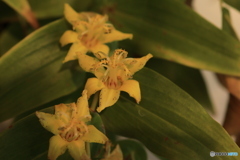 秋の山野草展22