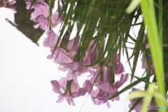 逆さ撮り