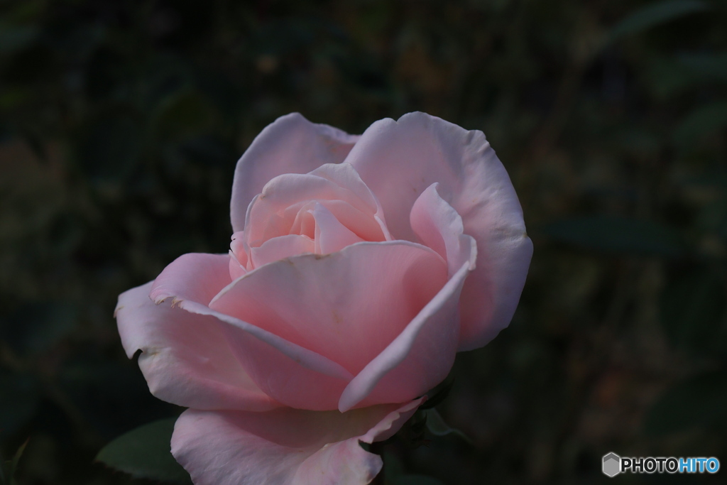 秋のバラ観賞会