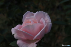 秋のバラ観賞会