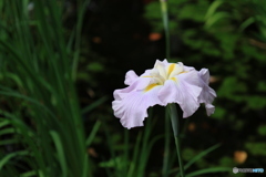 607菖蒲2