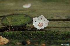 散っても