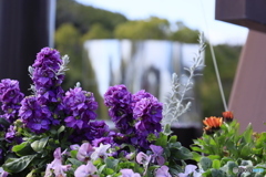 駅前に咲く紫の束