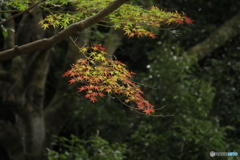 秋の始まり