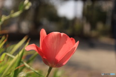 さくらの対抗馬