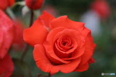 紅色のバラ1