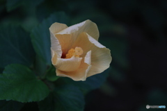 開花直前