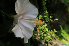 薄ピンク