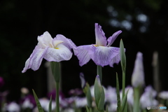 615菖蒲5