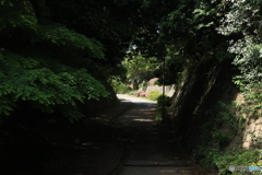 緑のトンネル