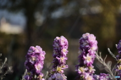 ブルーサルビア