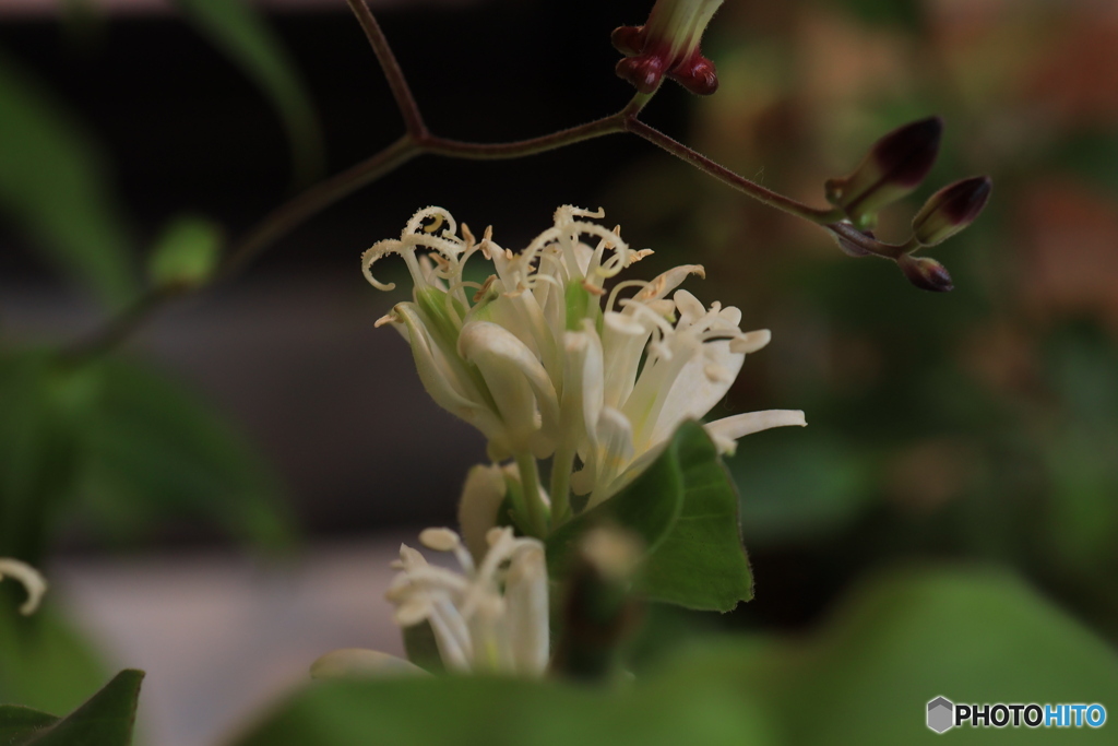 秋の山野草展19