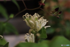 秋の山野草展19