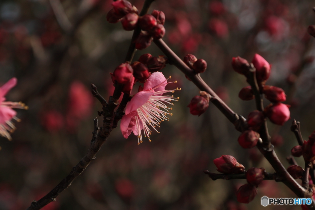 華やかな梅2