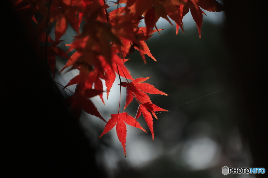 晩秋の好古園15