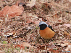 鳥撮影４