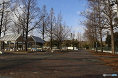 真冬のメタセコイア並木