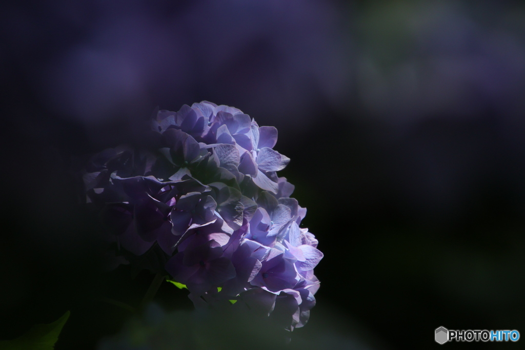 6/29紫陽花58