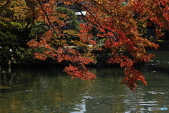晩秋の相楽園3