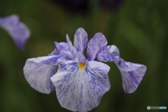607菖蒲14