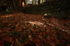 初冬の太山寺18