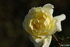 冬の黄色いバラ