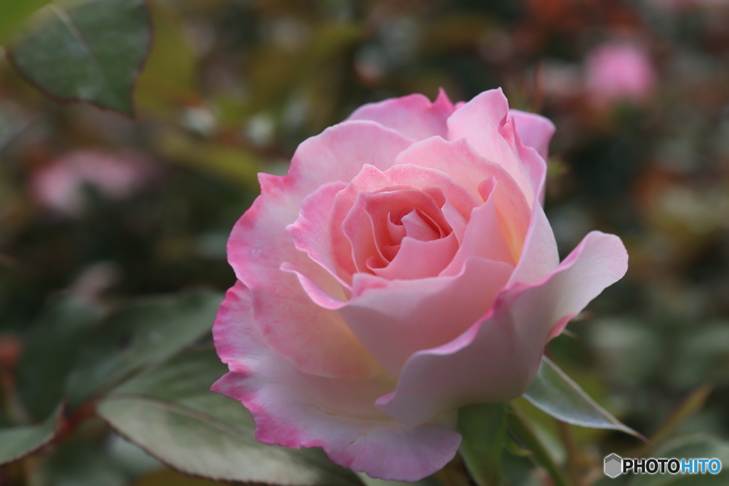 秋のバラ観賞会