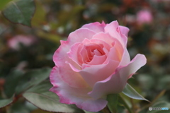 秋のバラ観賞会