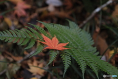 晩秋の森14