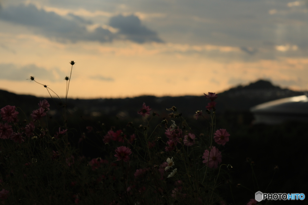 夕陽とコスモス9