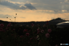 夕陽とコスモス9
