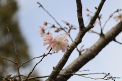 十月桜