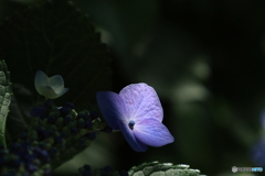 6/29紫陽花25