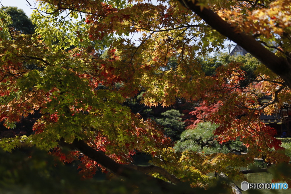 晩秋の相楽園8