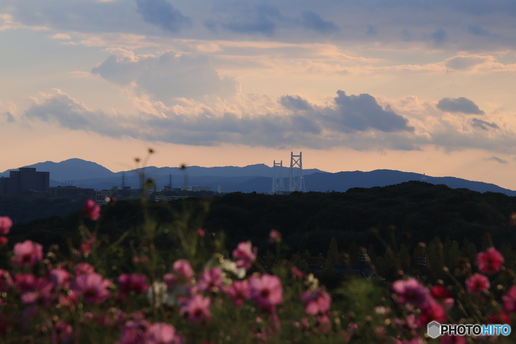 夕陽とコスモス5