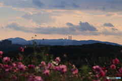 夕陽とコスモス5