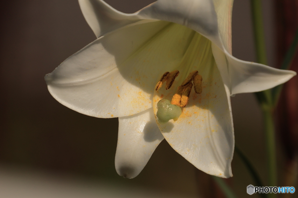 花粉が誘ってます