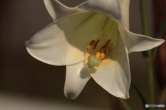 花粉が誘ってます